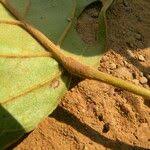 Image result for Baphia bequaertii