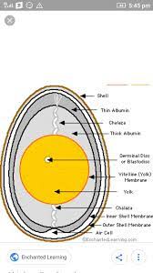 Are you searching for egg label png images or vector? Draw And Label The Hen S Egg Brainly In