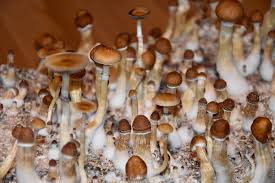 Image result for Psilocybin