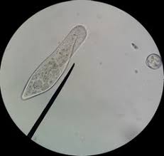 Anton van leeuwenhoek was the first person to see protozoa, using microscopes he constructed with simple lenses. Free Protozoa Stock Photos Stockvault Net