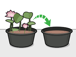 You can file the seed tip by a layer with the help of a metal file. 3 Ways To Grow Lotus Flower Wikihow