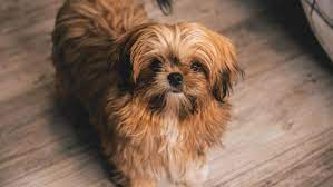 Shih Tzu Growth Weight Chart Everything You Need To Know Pawlicy Advisor