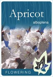 February 6, 2019 by whiteforestnursery. Prunus Mume Alboplena Flowering Apricot Blerick Tree Farm