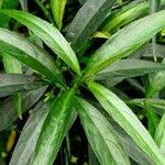 Image result for Strobilanthes anisophylla