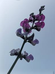 Image result for Dolichos angustifolius