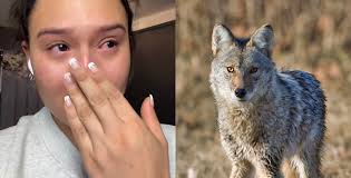 Pandemic walk: Glen Stewart Ravine