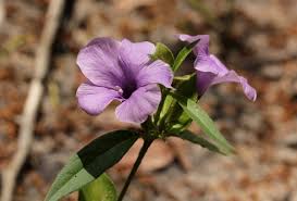Image result for Barleria mackenii