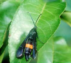 Image result for Archips rosanus