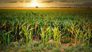 Most hybrid varieties are endowed with high yield potential but are poor competitors against weeds or. Maize Cultivation Sowing And Planting Density 365farmnet