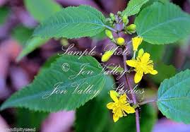 Image result for Corchorus olitorius