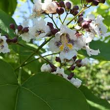 Image result for Catalpa