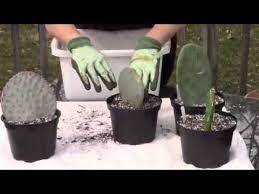 Do succulent plants like direct sunlight? Planting Opuntia Pads Youtube