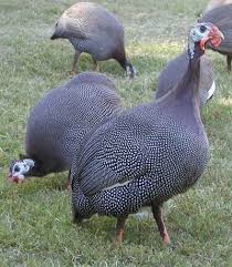 Guinea Fowl Birds That Look Like Turkeys Blueridgepetcenter Chickens Backyard Farm Animals Pet Birds
