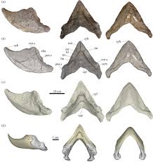 Image result for Nesaea polycephala