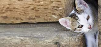 Maybe you would like to learn more about one of these? Healthy Kitten Guide 8 12 Weeks Blue Buffalo