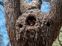 Image result for Pseudopod Ospermum