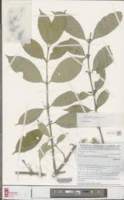 Image result for Craterispermum