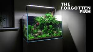 Betta Fish Aqua Terrarium Build 60cm Aquarium Paludarium Aquascape 2020 Betta Fish Small Fish Tanks Betta