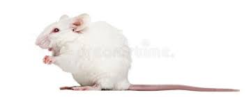 Albino White Mouse Sitting Mus Musculus Side View Of An Albino White Mouse Sit Affiliate Sitting Mus Mouse Alb Albino Animal Sketches Mouse Photos