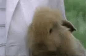 Smiling bunny gif