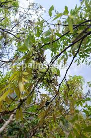 Image result for Dalbergia