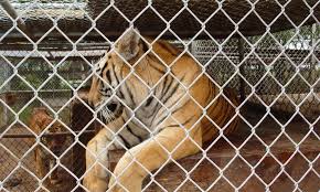 5 things Tiger King doesn't explain about captive tigers | Stories | WWF