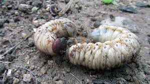 Mens witchetty grubs er en fødevarekilde i aboriginale regioner og endda popper op i restauranter, der serverer indfødte fødevarer, er deres udseende ret groft for dem af os, der ikke har lyst til at spise dem. Curl Grubs From Organic Compost Stock Footage Video 100 Royalty Free 1034877512 Shutterstock