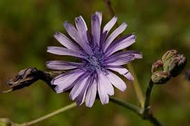 Image result for Lactuca glandulifera