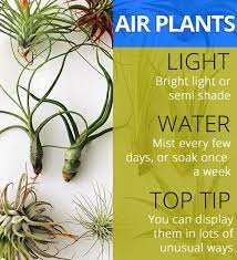 Air Plants Simple Care Tips Airplants Houseplants Air Plants Plants Air Plant Terrarium
