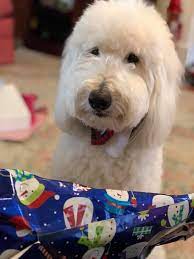 English Goldendoodle From Moss Creek Goldendoodles English Goldendoodle Goldendoodle Goldendoodle Puppy