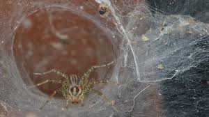 The dish soap thing has been around forever. Grass Spiders Should You Get Rid Of Them Lawnstarter
