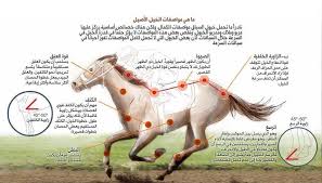 ويعرف امرؤ القيس بالملك الضّليل (لاضطراب أمره طول حياته) وذي القروح (لما أصابه في مرض موته) وكتب الأدب مشحونة بأخباره. Ø§Ù„Ø­ØµØ§Ù† Ø§Ù„Ø¹Ø±Ø¨Ù‰ Ø§Ù„Ø£ØµÙŠÙ„ ÙˆØµÙÙ‡ ÙˆØ£Ø¬Ø²Ø§Ø¡ Ø¬Ø³Ù…Ù‡