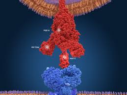 The delta variant has multiple mutations. Coronavirus Mutations In Boston Patient May Hold Clues To Variant Origins Goats And Soda Npr