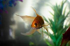 How To Treat Swim Bladder Disease