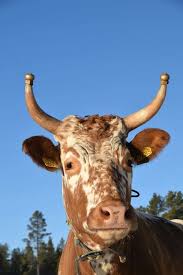 Black And White Cow Breed Name Pin By Jim Durham On Norway 1 Cattle Breeds Dairy Breeds Cow Animal Planet