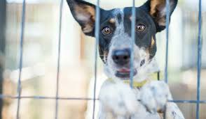 Partners for Pets - BISSELL Pet Foundation