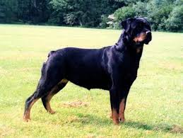 Resultado de imagen de Rottweiler