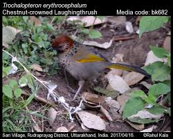 Image result for Erythrocephalum