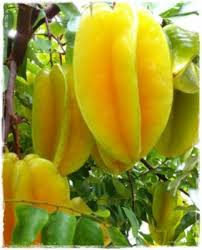 Image result for Averrhoa carambola