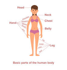 The word body is sometimes used in other ways. Female Human Body Parts Vector Images Over 3 300