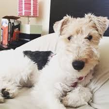 They Make Terrible Nap Buddies Wire Fox Terrier Puppies Fox Terrier Puppy Fox Terrier