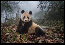 guncel fotograf haberleri national geographic vahsi hayvanlar dev pandalar