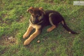 Helping you select the german. German Shepherd Puppies Tucson Pets Lovers