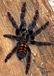 Pin By K D Wildflowers On Beautiful Bugs A Spider Arachnids Spiders Tarantula