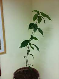 Mar 11, 2021 · avocado plant care when avocado is grown as a houseplant, it is often grown from seed (the fruit pits) that can be sprouted in water or directly in potting soil. Advanced Care Of An Indoor Avocado Plant Gardening Landscaping Stack Exchange