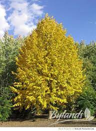 Most insects or pests can be killed using chemical sprays or insecticides. Harvest Gold Linden Tilia Mongolica Harvest Gold Pp12232 Bylands Nurseries Ltd