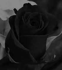 I feel like a black rose. Pin On Flower