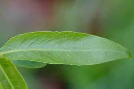 Image result for venturia saliciperda willow tree