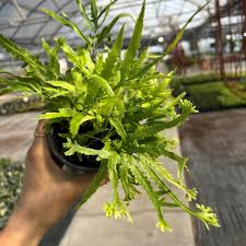 Image result for Pteris
