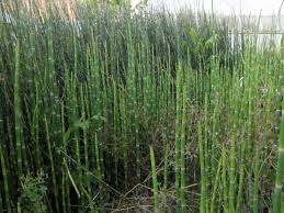 Image result for Equisetaceae